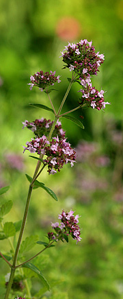 Merian i blomst