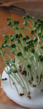 Pak choi mikrogrønt