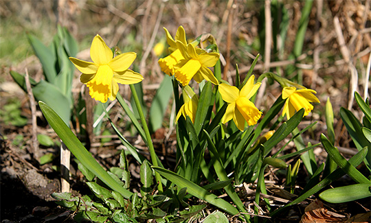 Minipåskeliljer i blomst 10.3.2014