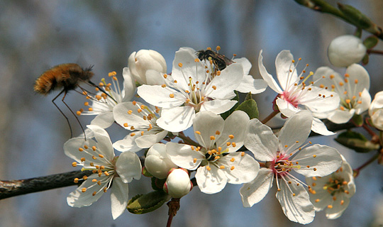 Mirabelleblomster