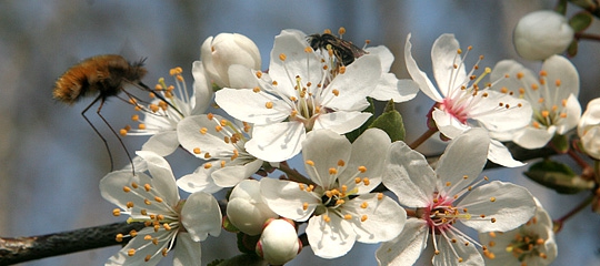 blomster i mirabelle