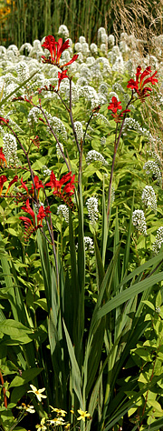 Montbretia