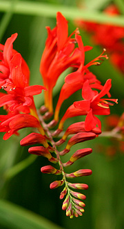 Montbretia