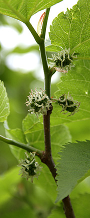 Morbær i blomst