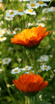 morgenfrue matrem