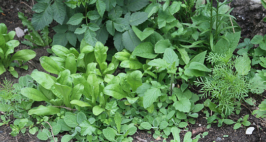 Ukrudt i bed med sommerblomster