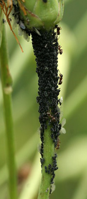 Bladlus og myrer