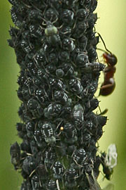 Myrer og bladlus