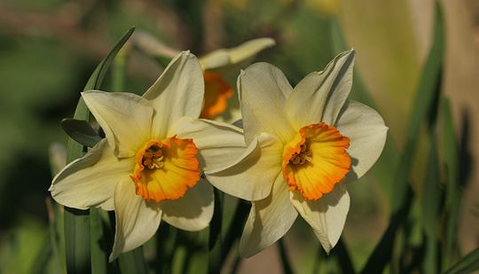 Narcisser