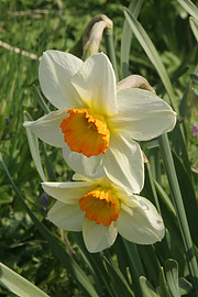 Narcisser med orange midte