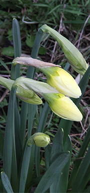 Narcisser