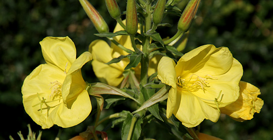 Klokken otte blomst