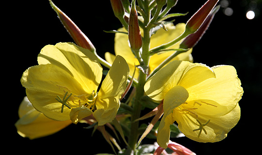 Natlys kaldes også klokken otte-blomst