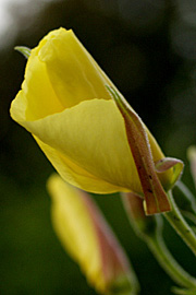 Natlys kaldes også klokken 8 blomst