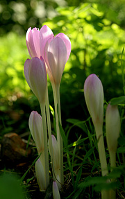 Cochium atumnale