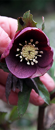 Ny helleborus