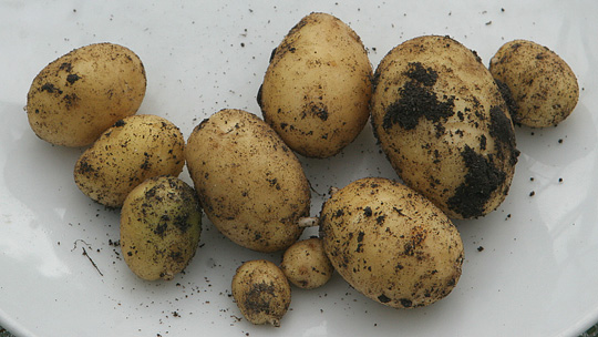 Nye kartofler