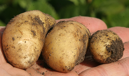 tidlige kartofler