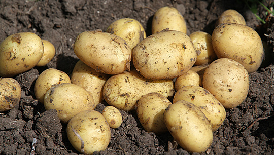 Nye kartofler i maj