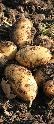 Nyopgravede kartofler marts