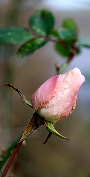 Rose i januar