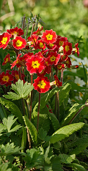 Primula – oldemorblomst