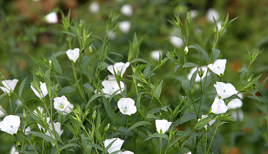 Oliehør blomstrer længe i efteråret.