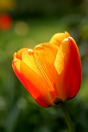 tulipan