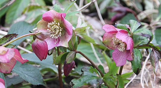 Påskeklokker i fuldt flor