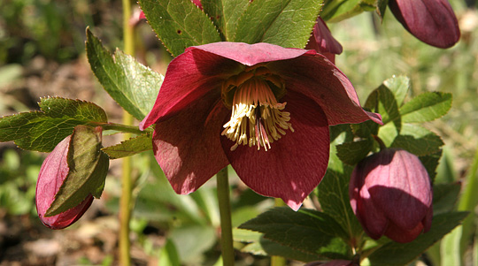 Helleborus orientalis