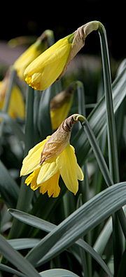 Påskeliljer er ved at springe ud