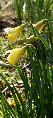 Påskeliljer er ved at springe ud