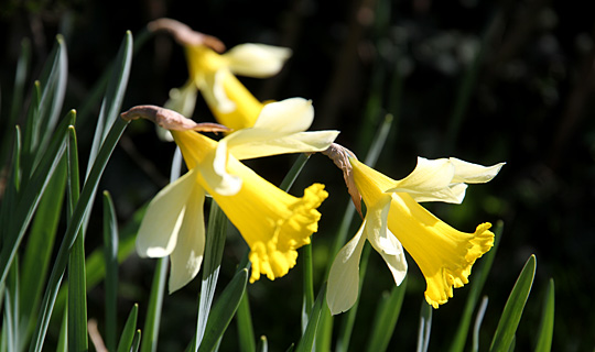 Påskeliljer er ved at springe ud