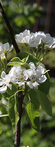 Pærer i blomst