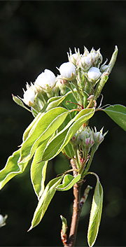 Pæreblomster