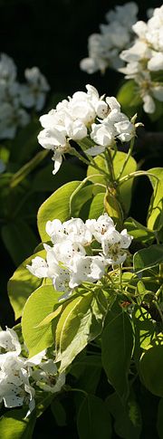 Pære i blomstring