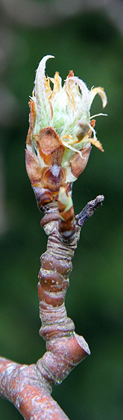 pæreknop