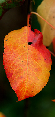 Orange blad