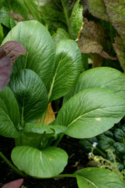 Pak choi