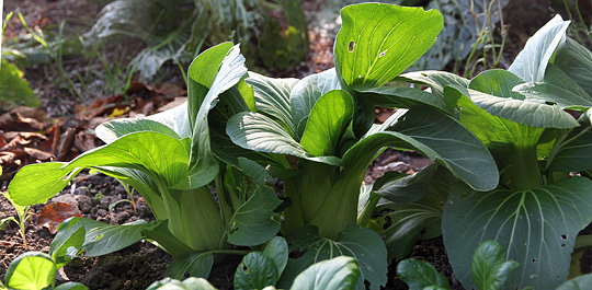 Pak choi i en kompakt udgave