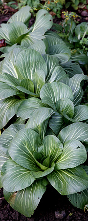 Pak choi i december