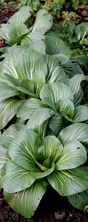 Pak choi