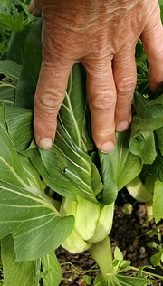 Pak choi