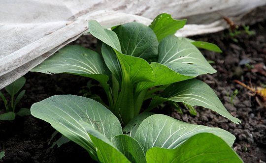 Pak choi under fiberdug