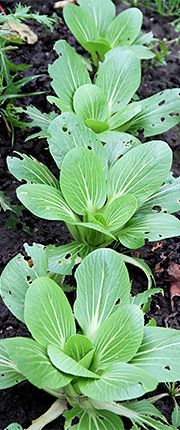 Pak choi