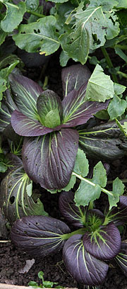 Pak Choi purple