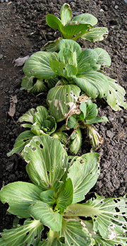 Pak choi