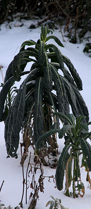 Palmekål i sne og frost