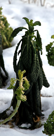 Frostskade i palmekål