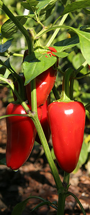 Chili – røde og søde